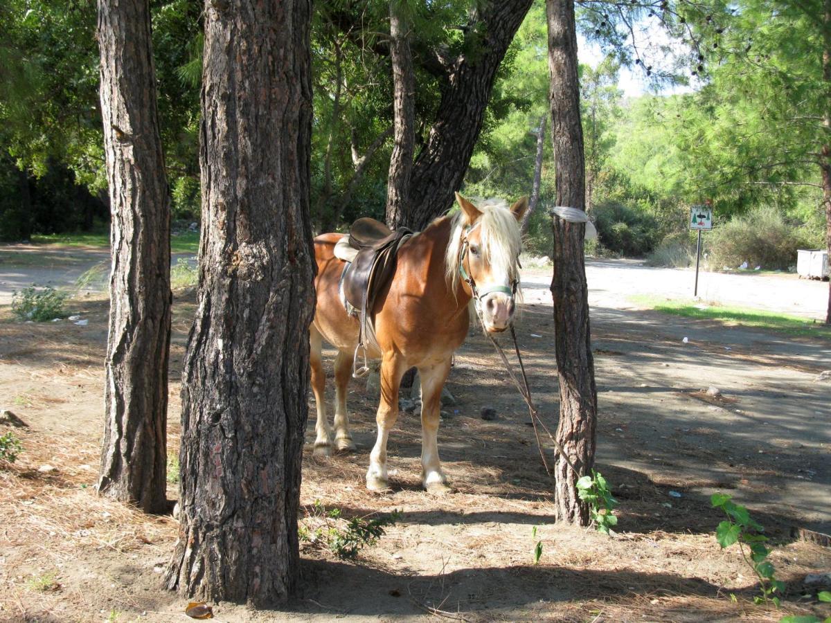 Oranj Ranch Hotel Kemer Exteriör bild